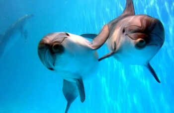 Дельфинарий на Пхукете (Phuket Dolphin show) фото №19