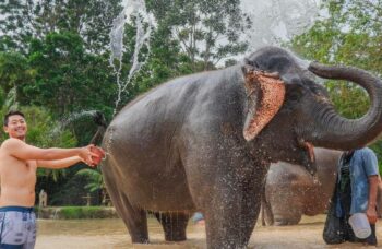 Парк сохранения слонов на Пхукете №10