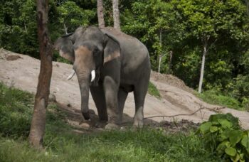 Пхукет - сафари - слоны фото №36