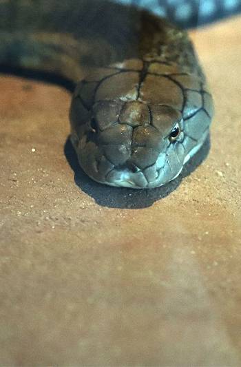 Экскурсия на змеиную ферму Пхукета