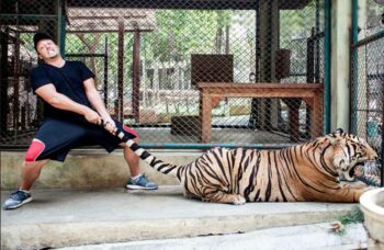 Тигриный зоопарк Tiger Kingdom на Пхукете фото №19