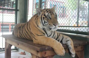 Тигриный зоопарк Tiger Kingdom на Пхукете фото №10