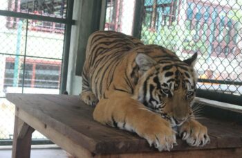 Тигриный зоопарк Tiger Kingdom на Пхукете фото №9