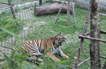 Тигриный зоопарк Tiger Kingdom на Пхукете фото №7