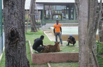 Тигриный зоопарк Tiger Kingdom на Пхукете фото №6