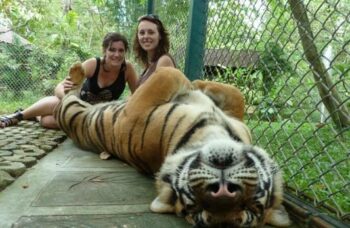 Тигриный зоопарк Tiger Kingdom на Пхукете фото №3