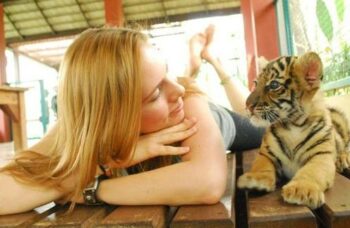 Тигриный зоопарк Tiger Kingdom на Пхукете фото №2
