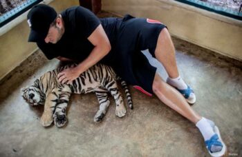 Тигриный зоопарк Tiger Kingdom на Пхукете фото №1