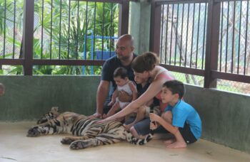 Тигриный зоопарк Tiger Kingdom на Пхукете фото №15