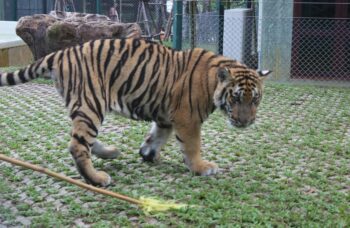 Тигриный зоопарк Tiger Kingdom на Пхукете фото №13