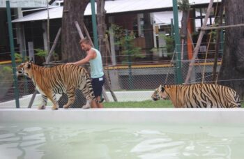 Тигриный зоопарк Tiger Kingdom на Пхукете фото №12