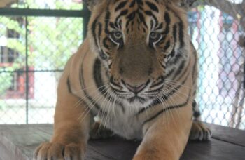 Тигриный зоопарк Tiger Kingdom на Пхукете фото №11