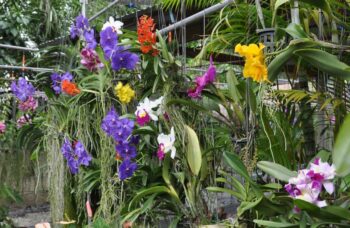 Экскурсия в сад орхидей, Пхукет фото №1