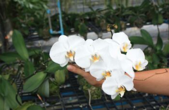 Экскурсия в сад орхидей, Пхукет фото №10