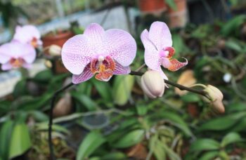 Экскурсия в сад орхидей, Пхукет фото №11