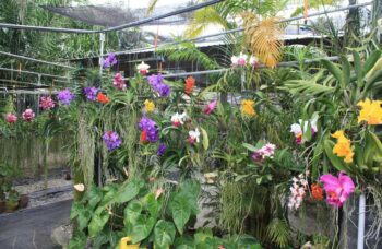 Экскурсия в сад орхидей, Пхукет фото №12