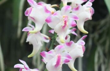 Экскурсия в сад орхидей, Пхукет фото №17