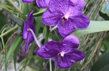 Экскурсия в сад орхидей, Пхукет фото №18
