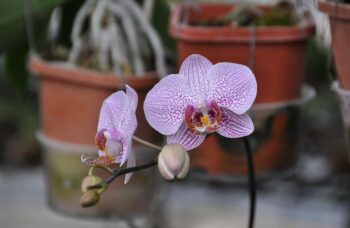 Экскурсия в сад орхидей, Пхукет фото №3
