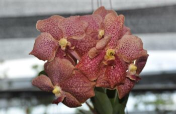 Экскурсия в сад орхидей, Пхукет фото №4
