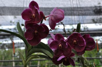 Экскурсия в сад орхидей, Пхукет фото №5