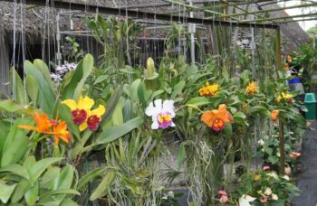 Экскурсия в сад орхидей, Пхукет фото №6