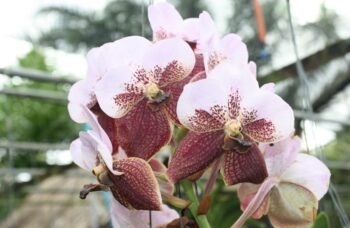 Экскурсия в сад орхидей, Пхукет фото №7