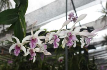Экскурсия в сад орхидей, Пхукет фото №8