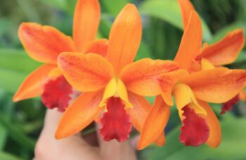 Экскурсия в сад орхидей, Пхукет фото №9