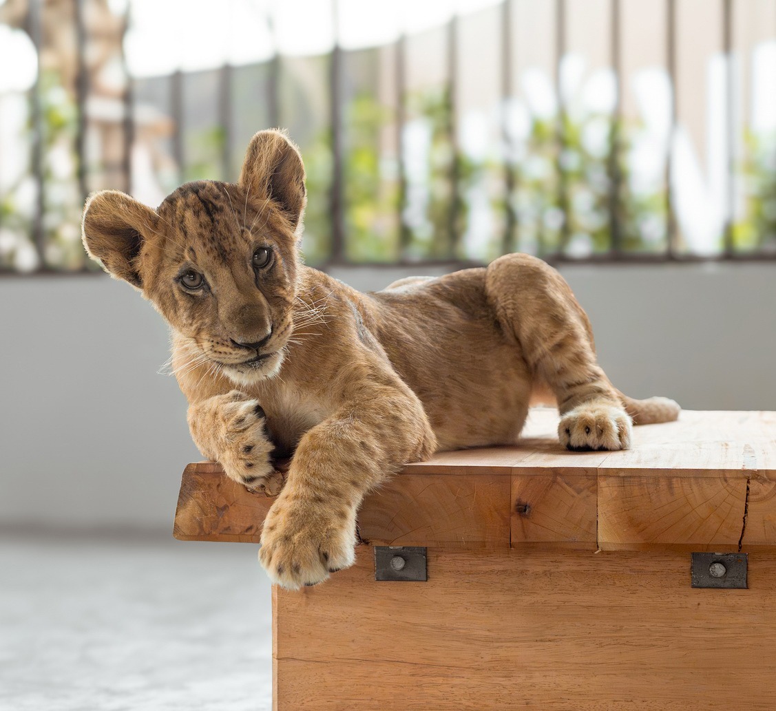 Парк львов Lion Land на Пхукете
