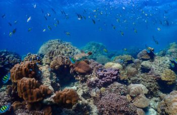 Экскурсии на остров Рача Ной из Као Лака фото №5