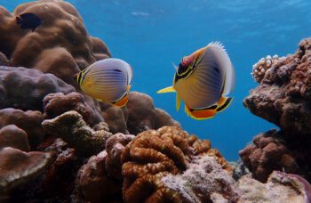 Экскурсия на остров Сурин из Као Лака фото №6