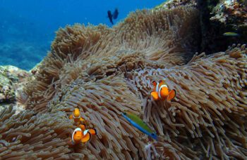 Экскурсия на остров Сурин из Као Лака фото №8