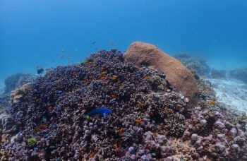 Экскурсии на остров Рача Ной из Као Лака фото №8