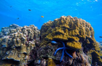 Экскурсия на острова Ко Рок и Ко Хаа из Као Лака фото №9