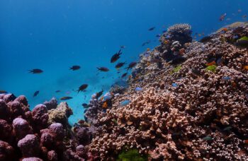 Экскурсии на остров Рача Ной из Као Лака фото №10