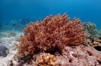 Экскурсия на острова Ко Рок и Ко Хаа из Као Лака фото №10