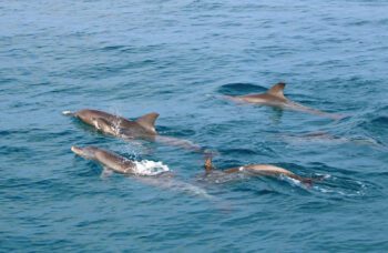 Экскурсии на остров Рача Ной из Као Лака фото №11