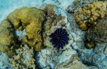 Экскурсия на острова Пхи Пхи из Као Лака фото №10