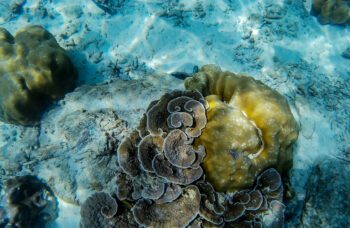 Экскурсия на острова Пхи Пхи из Као Лака фото №11