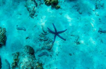 Экскурсия на острова Пхи Пхи из Као Лака фото №13